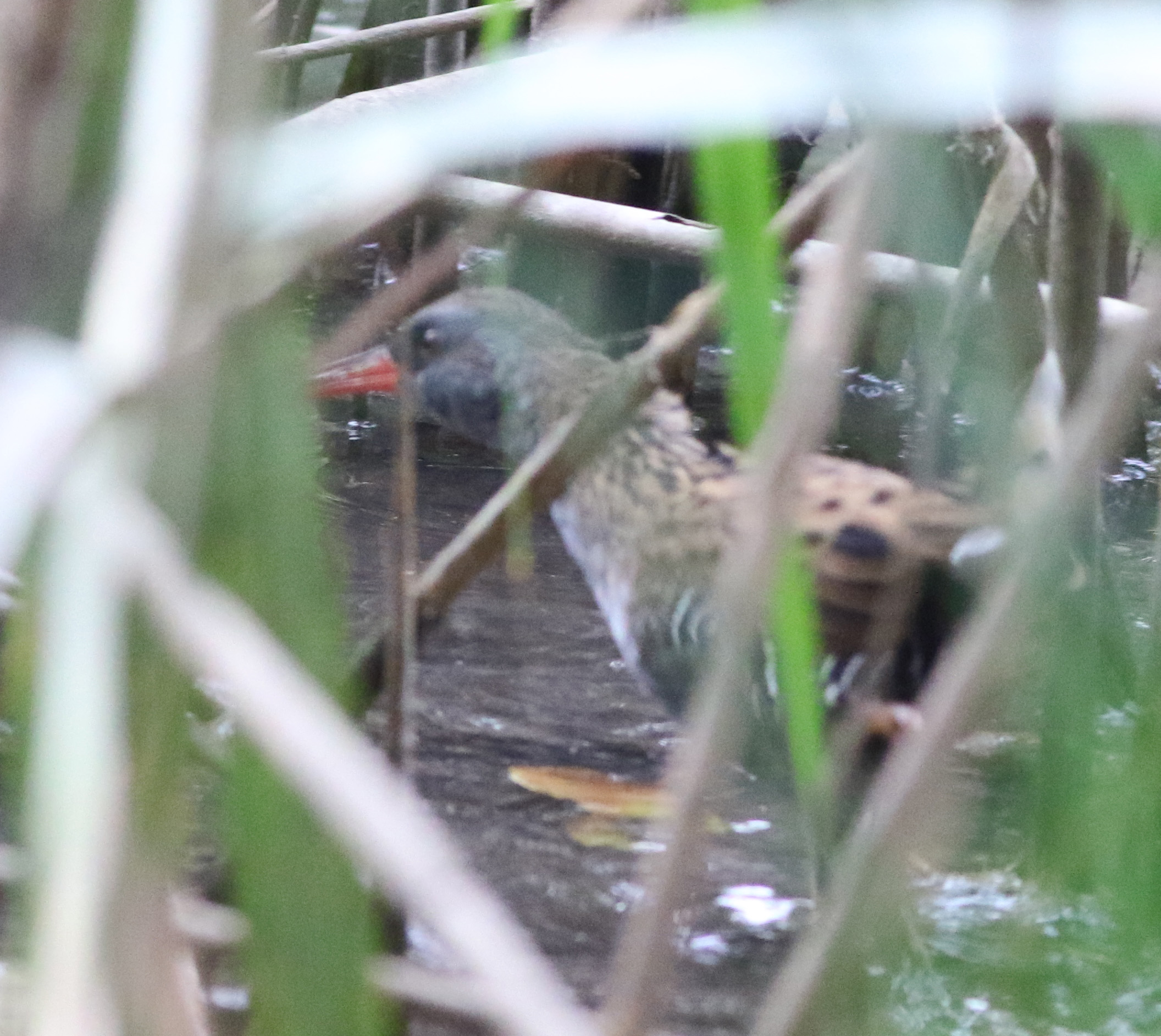 Water Rail